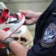 CBP seizes over $2.2 Million worth of fake Nike shoes at LA/Long Beach seaport